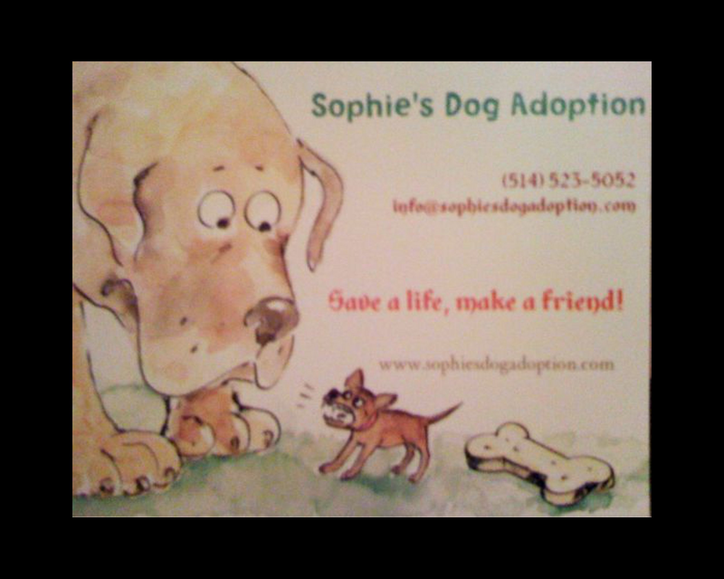 Sophies Dog Adoption Sophies Dog Adoption