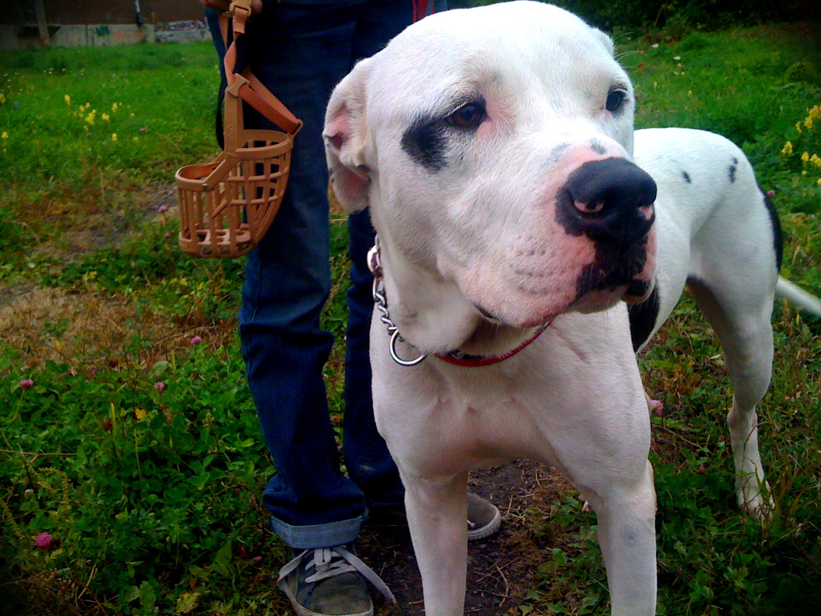 Sophie S Dog Adoption Montreal Sophie S Dog Adoption Montreal