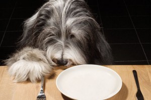 dog-meals-490x328