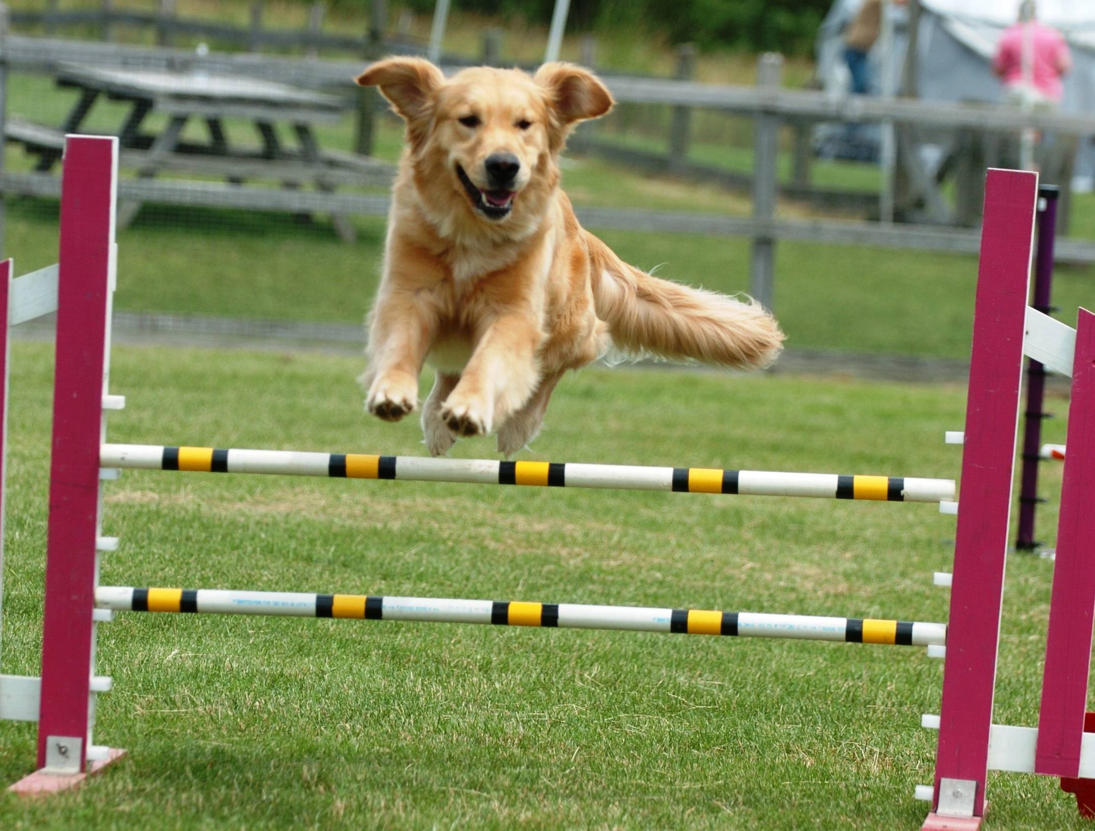 Dog Training Fun Games Dog Training Fun Games