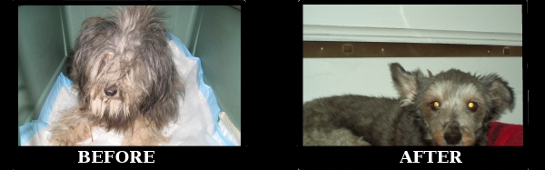 grooming-simona