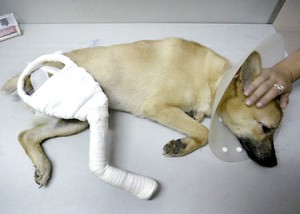 rescuedDog