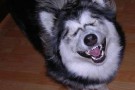 Establishing Leadership funny-dog-pictures-dog-does-not-accept-your-leadership