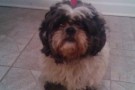 Found in Pointe-St-Charles 521322_421780227841096_144609655558156_1497687_330504469_n