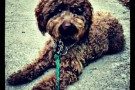 Mowgli wpid-IMG_20120926_022015.jpg