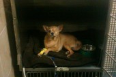 Help Sophie Save Carlotta Regnig 2013-06-17 18.35.28