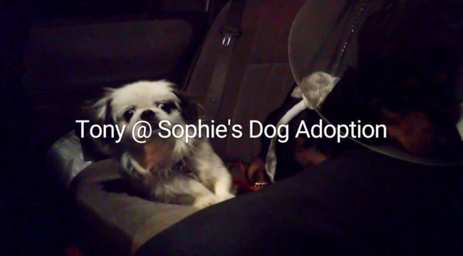 Tony @ Sophie’s Dog Adoption