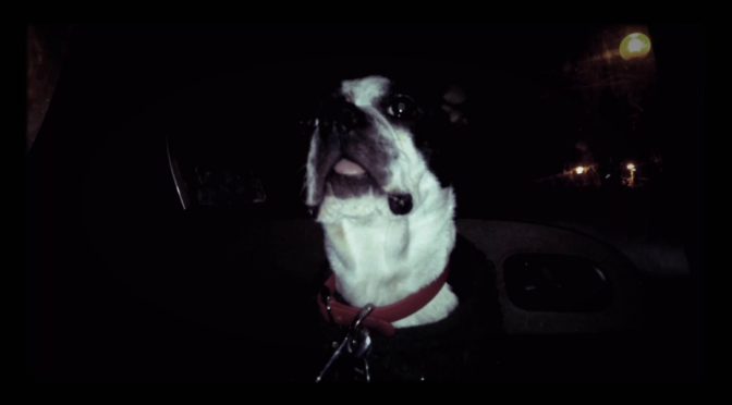 Barkley @ Sophie’s Dog Adoption