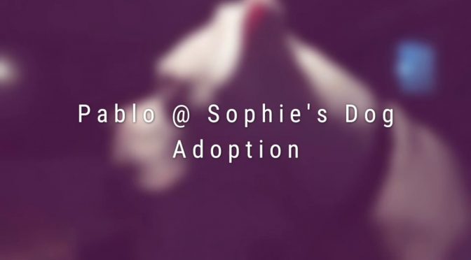Pablo @ Sophie’s Dog Adoption