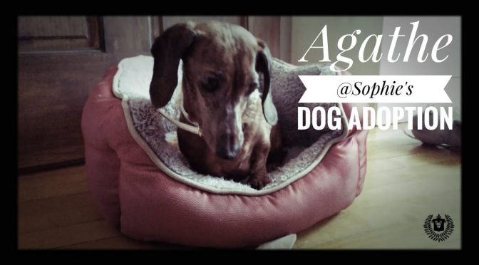 Agathe @ Sophie’s Dog Adoption