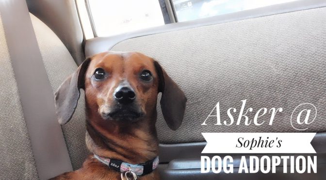 Asker @ Sophie’s Dog Adoption