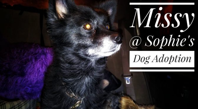 Missy @ Sophie’s Dog Adoption