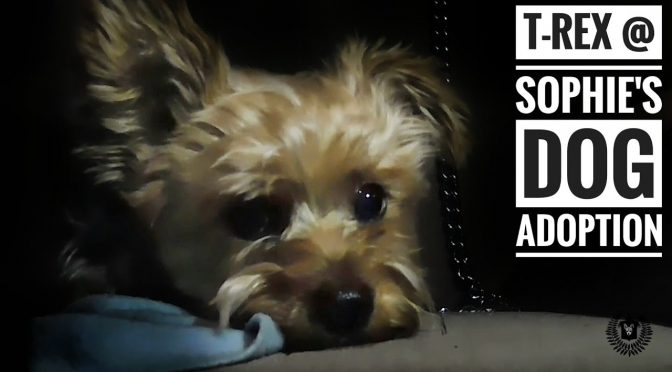 T-Rex @ Sophie’s Dog Adoption